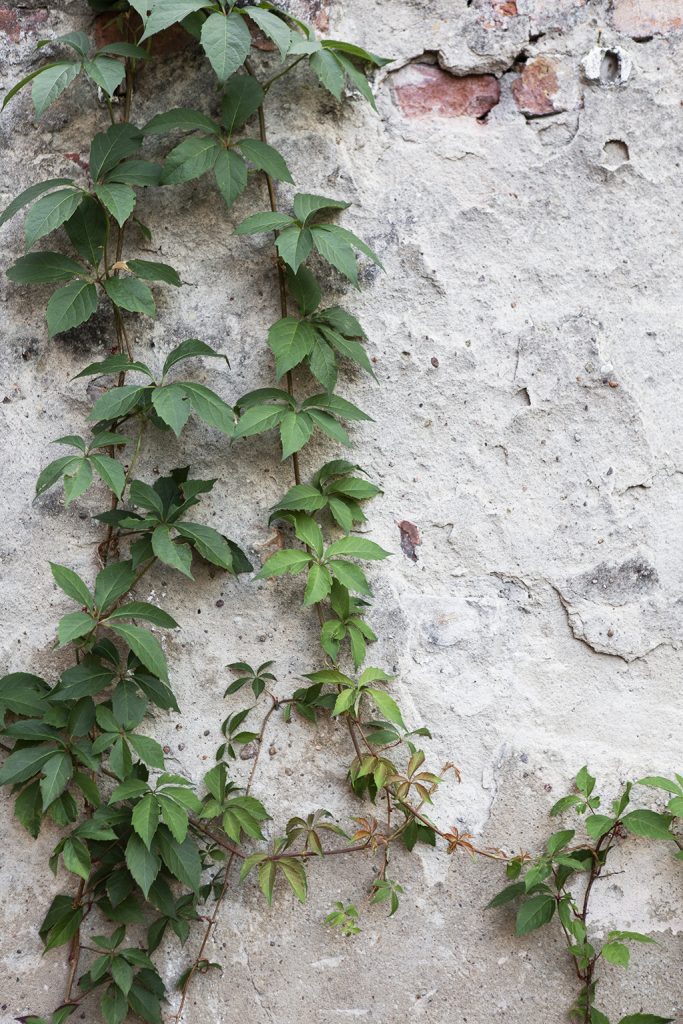 Rankenpflanze an Mauer entlang