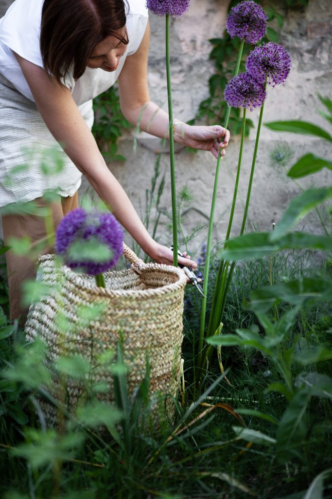 Große Alium Stiele werden im Garten von einer Frau geschnitten und für den Blumenstrauß benutzt, dazu ein schöner und praktischer Aufbewahrungskorb von Tine K Home